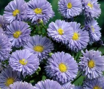 Астра новобельгийская Мари Баллард (Symphyotrichum novi-belgii 'Marie Ballard')