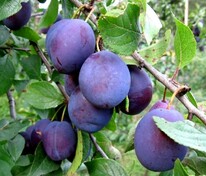 Слива домашняя Венгерка Московская (Prunus domestica 'Vengerka Moskovskaya')