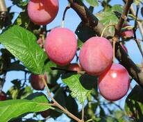 Слива домашняя Викторина (Prunus domestica 'Viktorina')