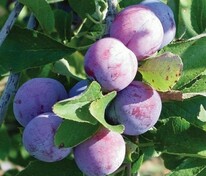 Слива Волжская красавица (Prunus domestica 'Volzhskaya Krasavitsa')