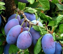 Слива Заречная ранняя (Prunus domestica 'Zarechnaya Rannyaya')