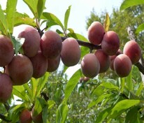 Слива Красномясная (Prunus rossica 'Krasnomyasnaya')