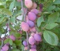 Слива Ника (Prunus domestica 'Nika')