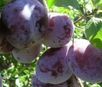 Слива китайская Орловская мечта (Prunus salicina 'Orlovskaya Mechta')