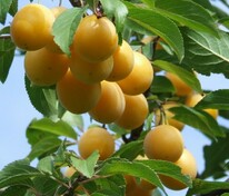 Слива Очаковская желтая (Prunus domestica 'Ochakovskaya Zheltaya')