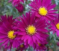 Астра новобельгийская Уинстон Черчиль (Symphyotrichum novi-belgii 'Winston Churchill')