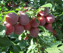 Слива домашняя Память Тимирязева (Prunus domestica 'Pamyat Timiryazeva')