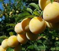 Слива домашняя Ренклод колхозный (Prunus domestica 'Renklod Kolhoznyj')