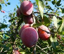 Слива китайская Скороплодная (Prunus salicina 'Skoroplodnaya')