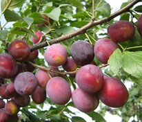 Слива домашняя Скороспелка красная (Prunus domestica 'Skorospyelka Krasnaya')
