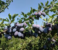 Слива домашняя Стенлей (Prunus domestica 'Stanley')