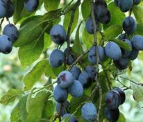 Слива Тульская Черная (Prunus domestica 'Tulskaya Chernaya')