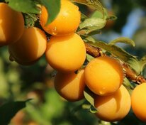 Слива домашняя Утро (Prunus domestica 'Utro')