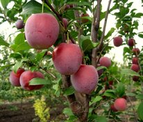 Слива колоновидная Империал (Prunus domestica 'Imperial')