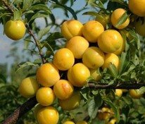 Слива колоновидная Мирабель (Prunus domestica 'Mirabelle')