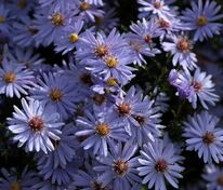 Астра сердцелистная Литл Карлоу (Symphyotrichum 'Little Carlow')