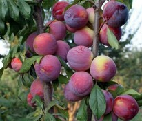 Слива колоновидная Фортуна (Prunus domestica 'Fortuna')
