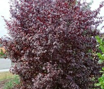 Слива растопыренная Писсарди (Prunus cerasifera 'Pissardii')