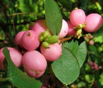 Снежноягодник Мэджик Берри (Symphoricarpos x doorenbosii 'Magic Berry')