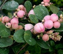 Снежноягодник Мазе оф Перл (Symphoricarpos x doorenbosii 'Mother of Pearl')