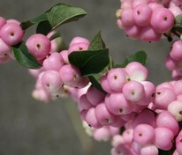 Снежноягодник гибридный (Symphoricarpos x doorenbosii)
