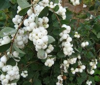 Снежноягодник Доренбоза Вайт Хэйдж (Symphoricarpos x doorenbosii 'White Hedge')