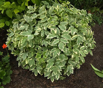 Сныть обыкновенная Вариегата (Aegopodium podagraria 'Variegata')