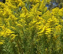 Солидаго канадский Голдкинг (Solidago canadensis 'Goldking')