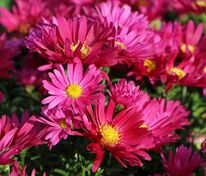 Астра сердцелистная Роял Руби (Symphyotrichum novi-belgii 'Royal Ruby')