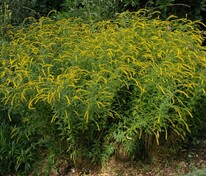 Солидаго морщинистый Файерворкс (Solidago rugosa 'Fireworks')
