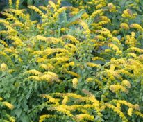 Солидаго опаленный Страленконе (Solidago shortii 'Strahlenkrone')