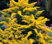 Солидаго скученный Голдкайнд (Solidago glomerata 'Goldkind')