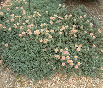 Солнцецвет Голден Куин (Helianthemum 'Golden Queen')
