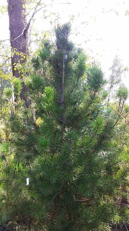 Сосна Банкса (Pinus banksiana)