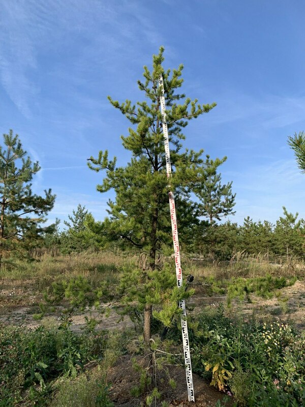 Сосна Банкса (Pinus banksiana)