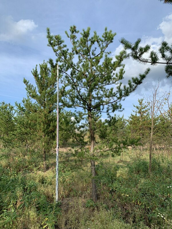 Сосна Банкса (Pinus banksiana)