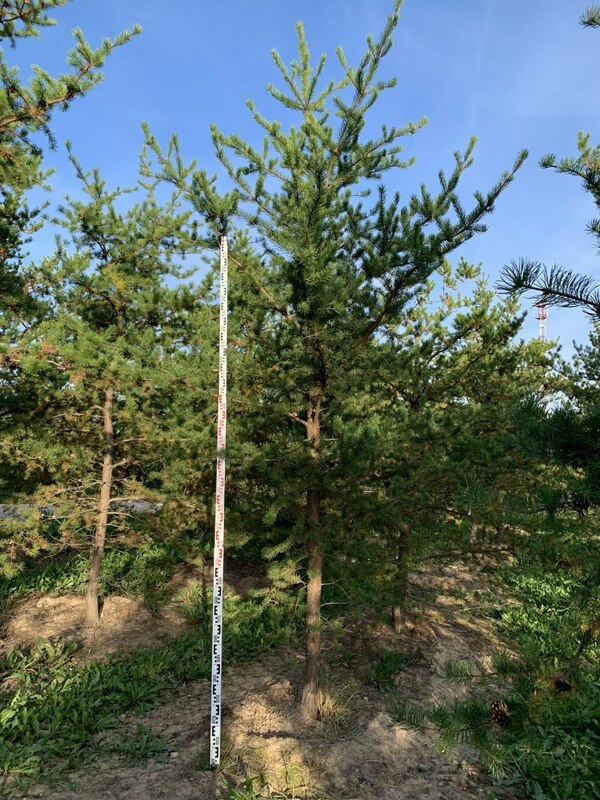 Сосна Банкса (Pinus banksiana)