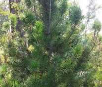 Сосна Банкса (Pinus banksiana)