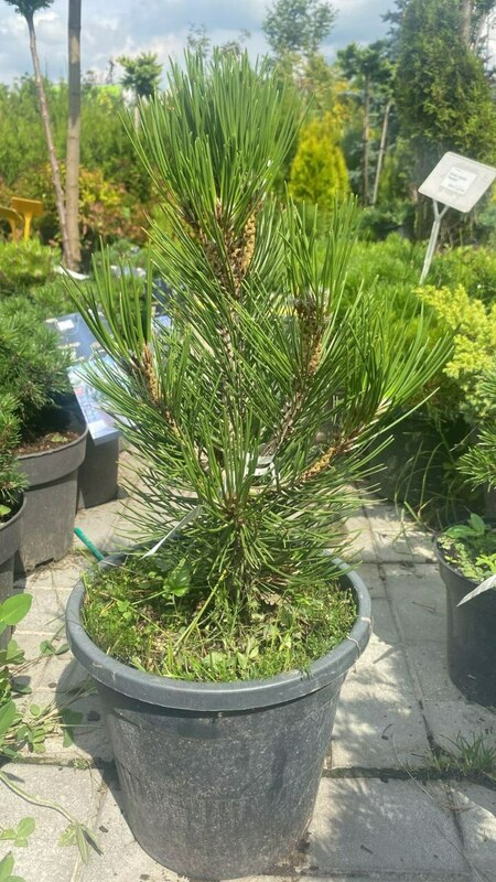 Сосна белокорая Компакт Джем (Pinus heldreichii 'Compact Gem')