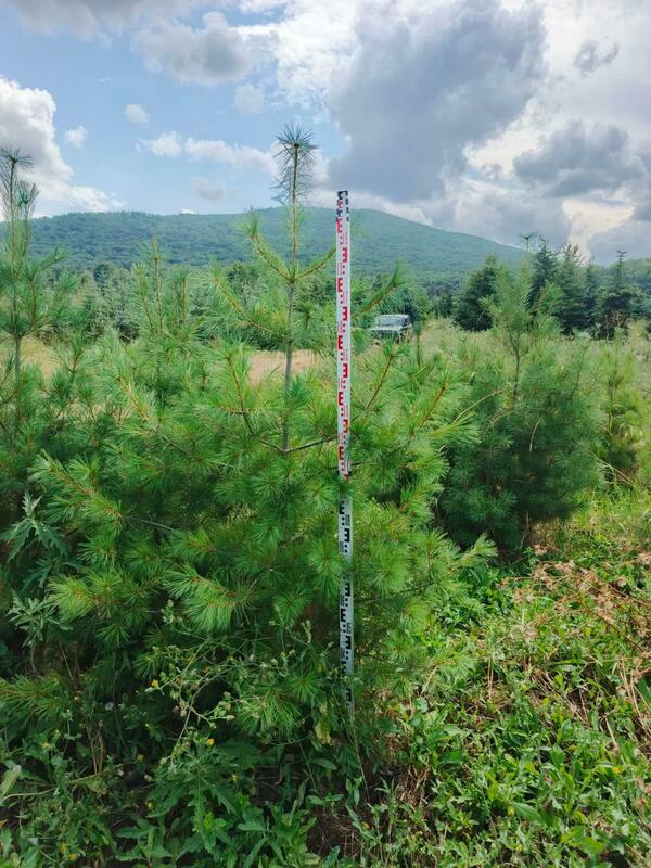 Сосна Веймутова (Pinus strobus)