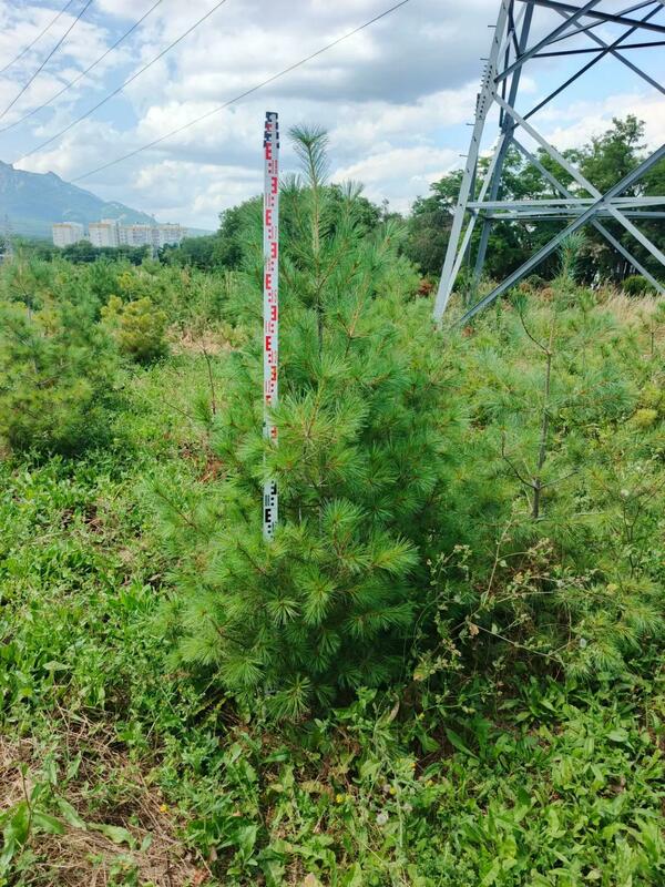 Сосна Веймутова (Pinus strobus)