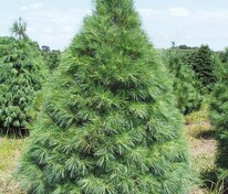 Сосна Веймутова (Pinus strobus)