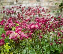 Астранция большая (Astrantia major)