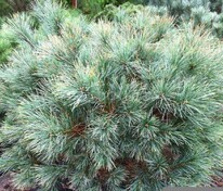 Сосна Веймутова Блю Шаг (Pinus strobus 'Blue Shag')