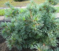 Сосна Веймутова Эдель (Pinus strobus 'Edel')