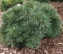 Сосна Веймутова Бергманс Мини (Pinus strobus 'Bergmans Mini')