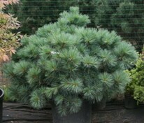 Сосна Веймутова Макопин (Pinus strobus 'Macopin')