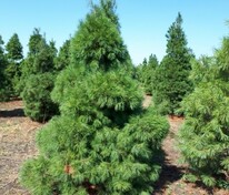 Сосна Веймутова (Pinus strobus) Экстра