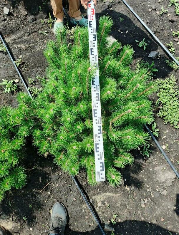 Сосна горная (Pinus mugo)