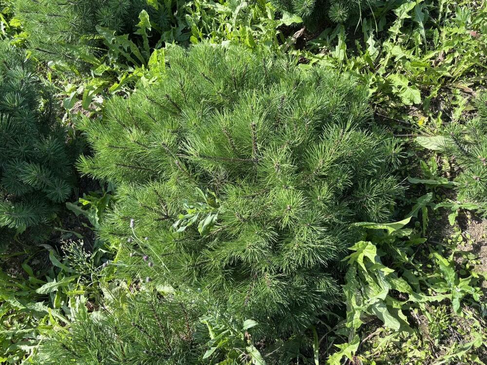 Сосна горная (Pinus mugo)